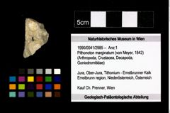 Foto (Objekt + Etikett) von Pithonoton marginatum (von Meyer, 1842)  (NHMW-GEO-1990-0041-2985)